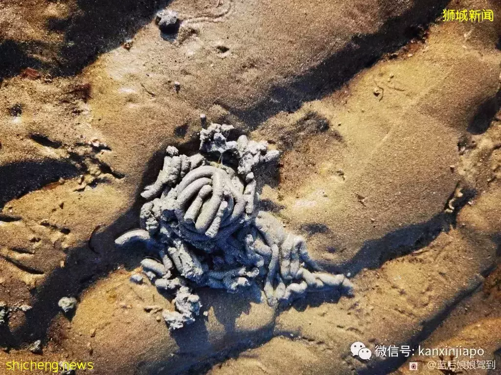 去樟宜海滩赶海吧,那里有最美的日出和从未见过的海洋生物