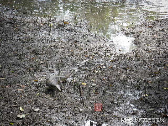 下月起，可以飞去新加坡旅游了。这些冷门免费地方值得一去