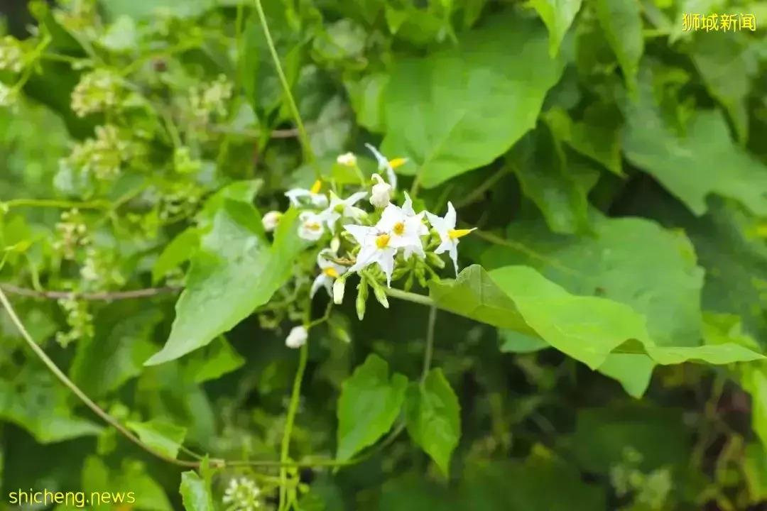 4天小長假!請來新加坡最美的濕地,超500種熱帶動植物免費看