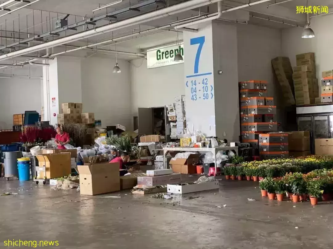 鮮花在熱帶也能養1個月？資深花友新加坡買花、養護大揭秘