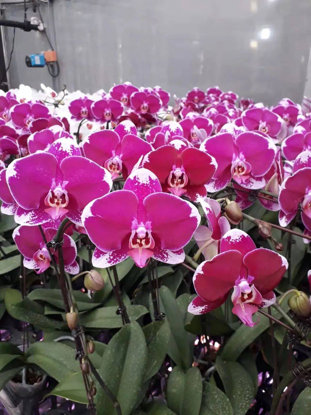 叮咚!你有一個情人節蛋糕請簽收!比玫瑰還好看的花也來了