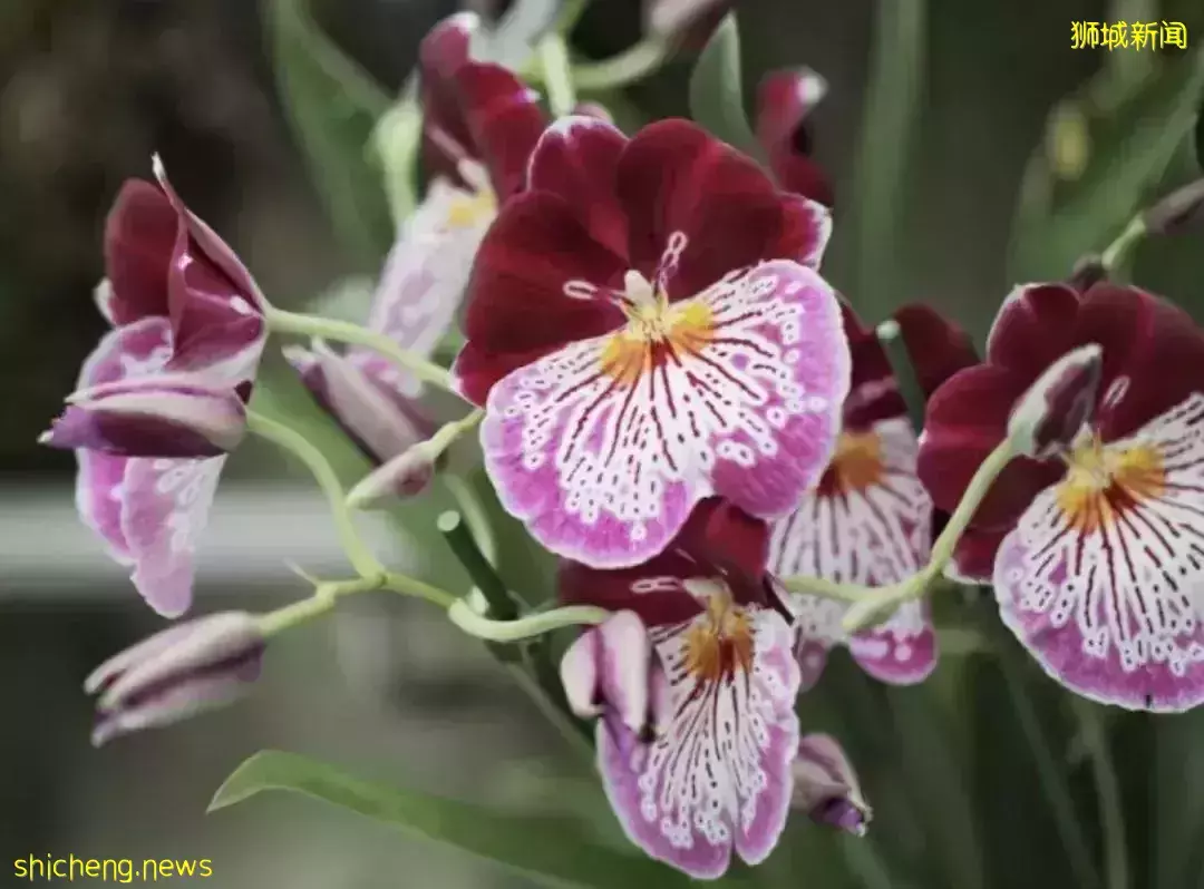 戶外徒步新去處！新加坡新開的7個公園你都遛過了沒