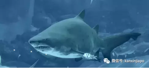 新加坡春节不出门，到这儿就是“出国”啦