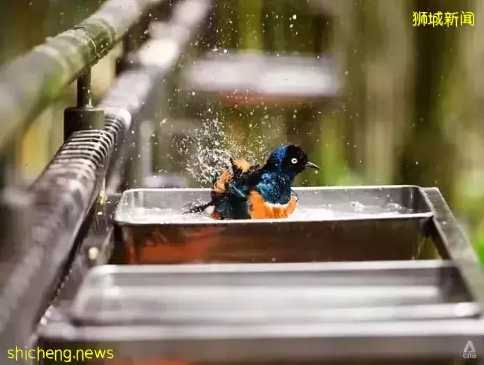 小朋友超爱！裕廊飞禽公园露营！和火烈鸟一起度过美好夜晚