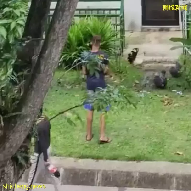 新加坡后港一男子拿着拖鞋狂追虐鸡引公愤，防虐动物协会发文寻人