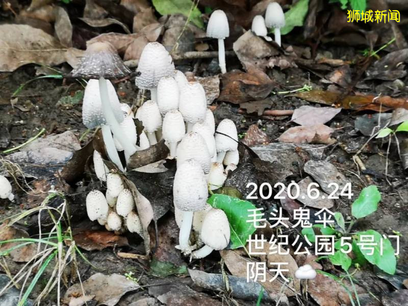 新加坡大雨一直下,媽媽這個是啥蘑菇?能吃嗎?額