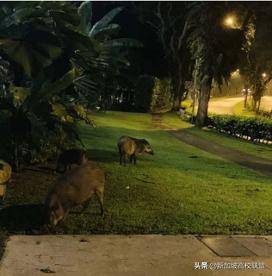 新加坡生活圖鑒 有什麽是到了新加坡才知道的