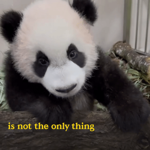 为看一眼新加坡出生的小熊猫,他们排队几小时