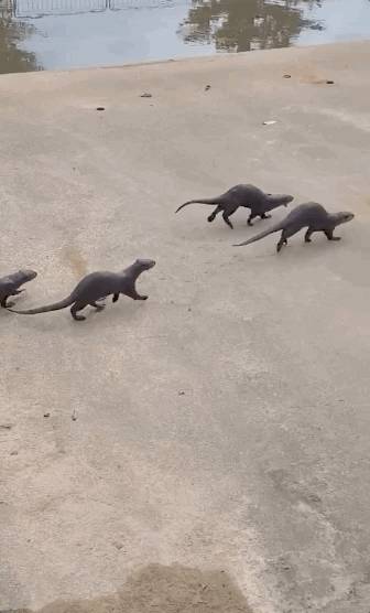 新加坡水獭再次发生斗殴事件!这次它们的对手是野狗帮