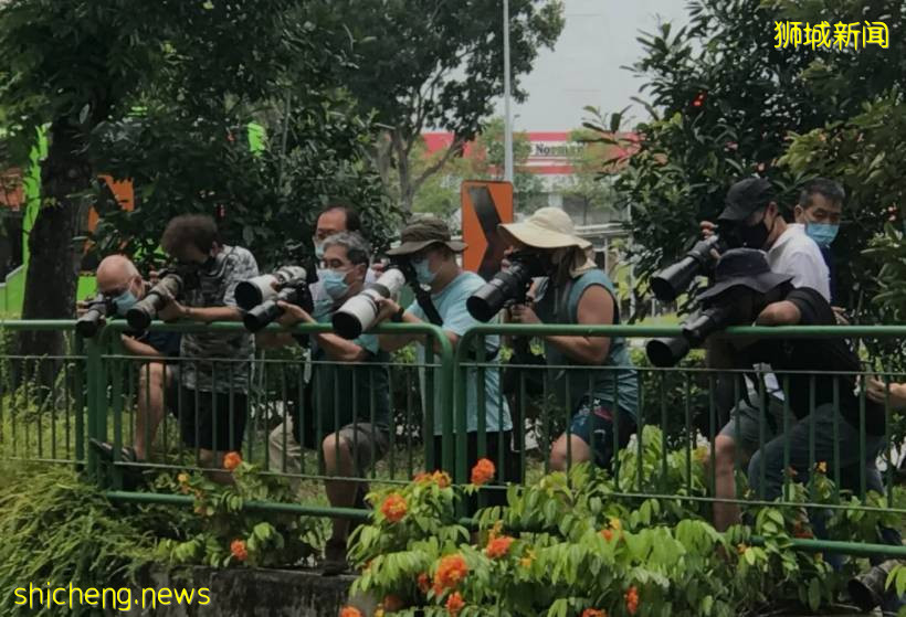 手持長槍短炮、無視安全距離，新加坡這群“瘋子”爲誰發瘋？命都不要了