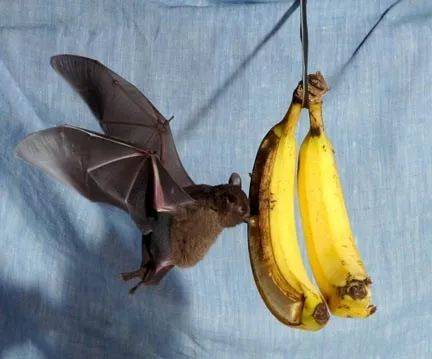 “救命！我在新加坡厨房里挂了一串香蕉，引来一群蝙蝠！”