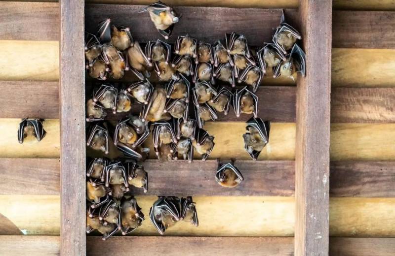 新加坡雙溪部落濕地（Sungei Buloh Wetland Reserve)