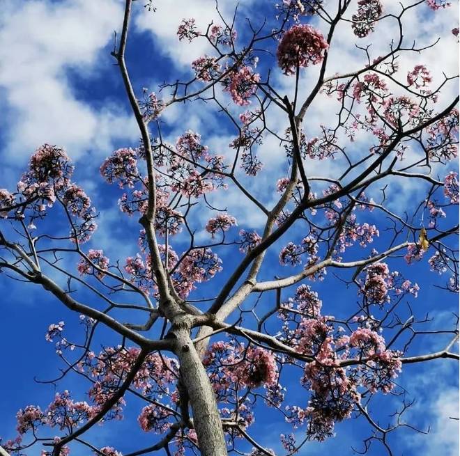 刷屏啦！新加坡秒變花花世界，美到窒息