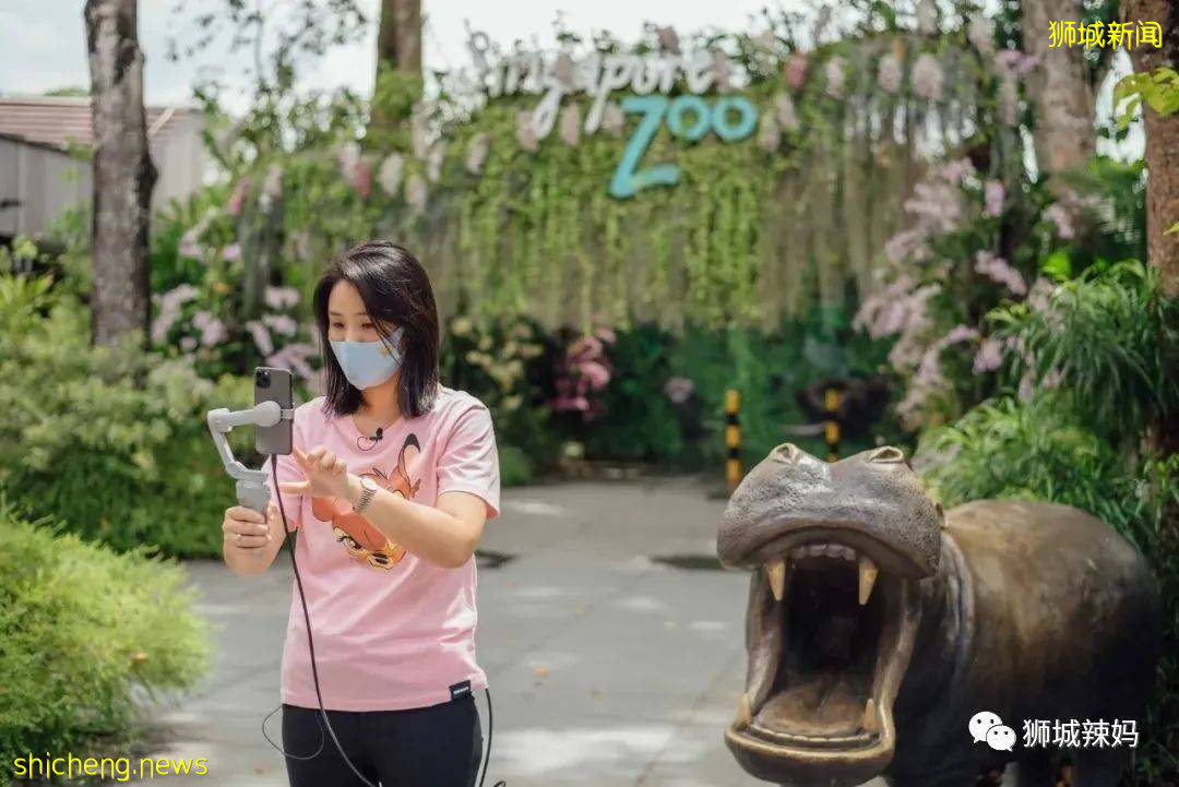 僅2天！新加坡動物園最牛的餵動物之旅，8折！還有幻光雨林和4大園5.5折起，搶啦