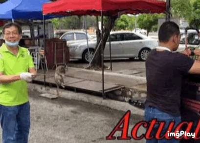 新加坡驚現人臉貓頭鷹！這些恐怖小動物，你碰到過嗎