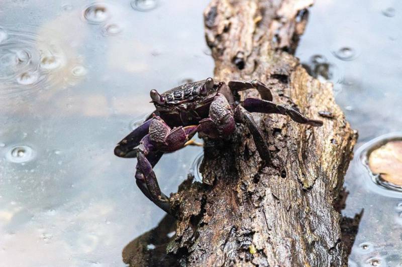 Sungei Buloh濕地保護區🌳 走進濕地，聆聽大自然的聲音🍃 徒步路線攻略、特點介紹、必踩打卡點