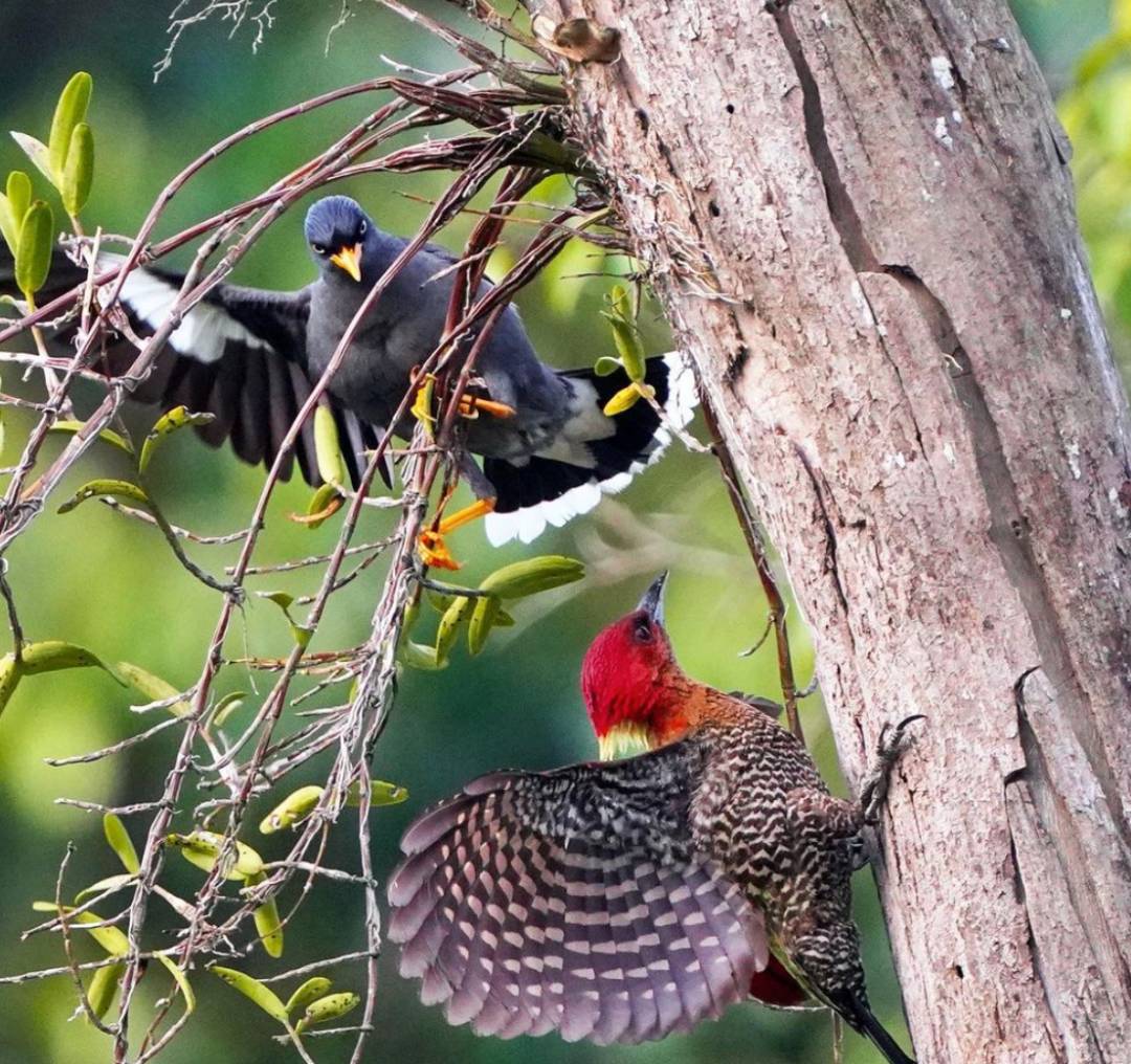 实拍新加坡八哥大战啄木鸟!过程太刺激