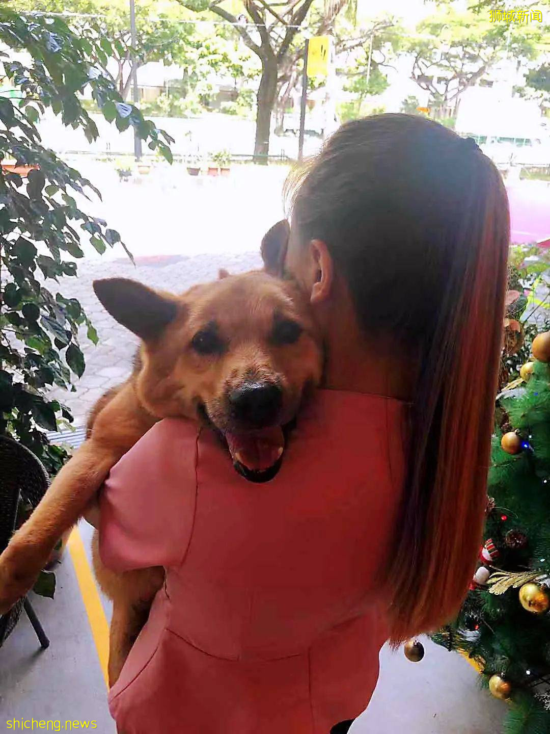 “我最亲爱的四喜走了,带走了我在新加坡16年的青春和回忆...”