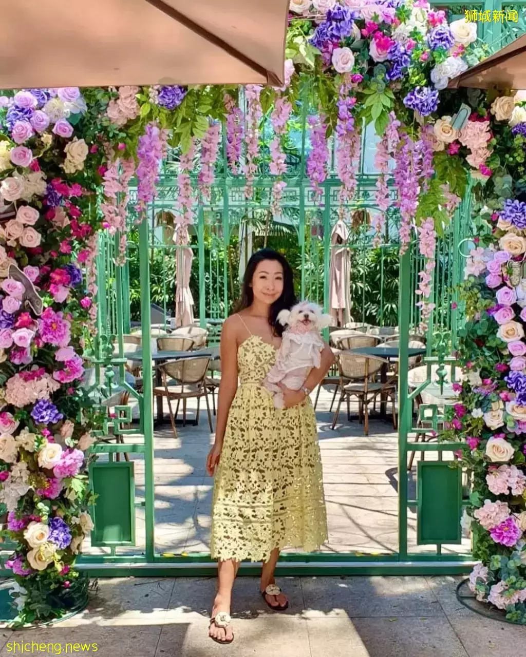 吃喝撸狗兩不誤!新加坡15家寵物友好咖啡廳 · 快上小可愛一起去體驗吧