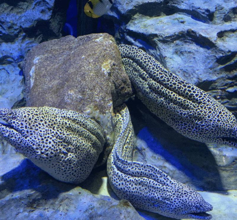 年末假期,教你如何在新加坡找“雪花”、小黃人和聖誕老公公