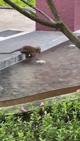 新加坡猴子是游泳健将,天天到公寓嬉水