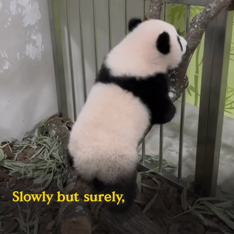 为看一眼新加坡出生的小熊猫,他们排队几小时