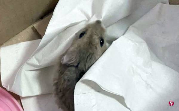 家猫叼了两只仓鼠回家  女主人头大 急寻找失主