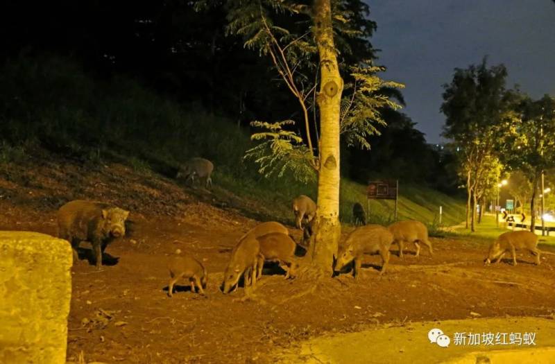 新加坡有多民主？　野鸡、流浪狗和野猪的去留，须由区内居民投票表决