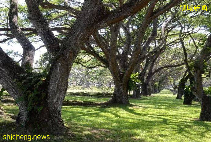 新加坡是怎样一步步成为“花园城市”的!