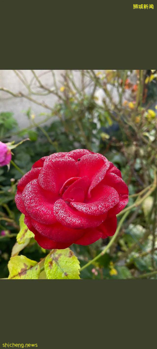 新加坡华人百年爱情