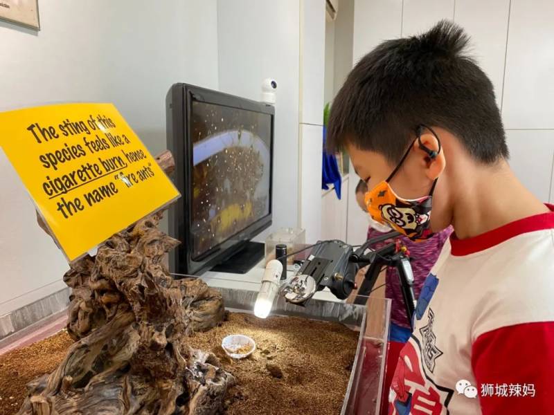 亞洲第一的螞蟻博物館居然在新加坡