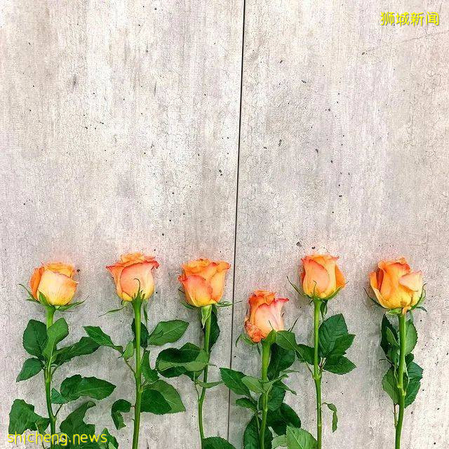 超劃算鮮花網購店合集!低至10新,全島免費送,1日內到付