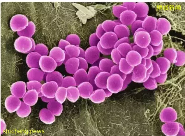 新加坡成“细菌”？网友调侃：我被感染了新加坡