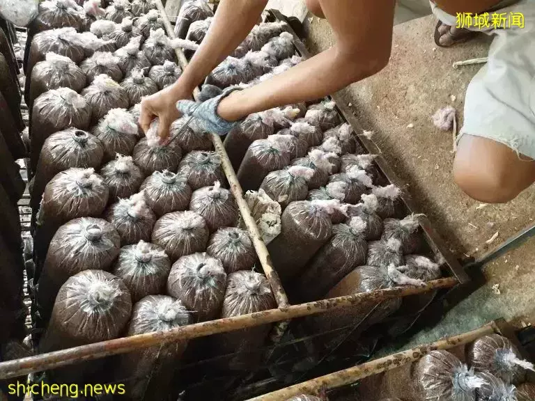 大家都在求代购!这个新加坡网红产品,特别适合送爸妈