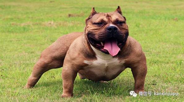 遭HDB人员登门盘查被告知,新加坡组屋不能养猫!这些“毛小孩”也不能出现