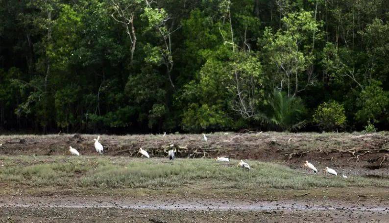 CNA观察员徒步旅行发现了怎样的新加坡