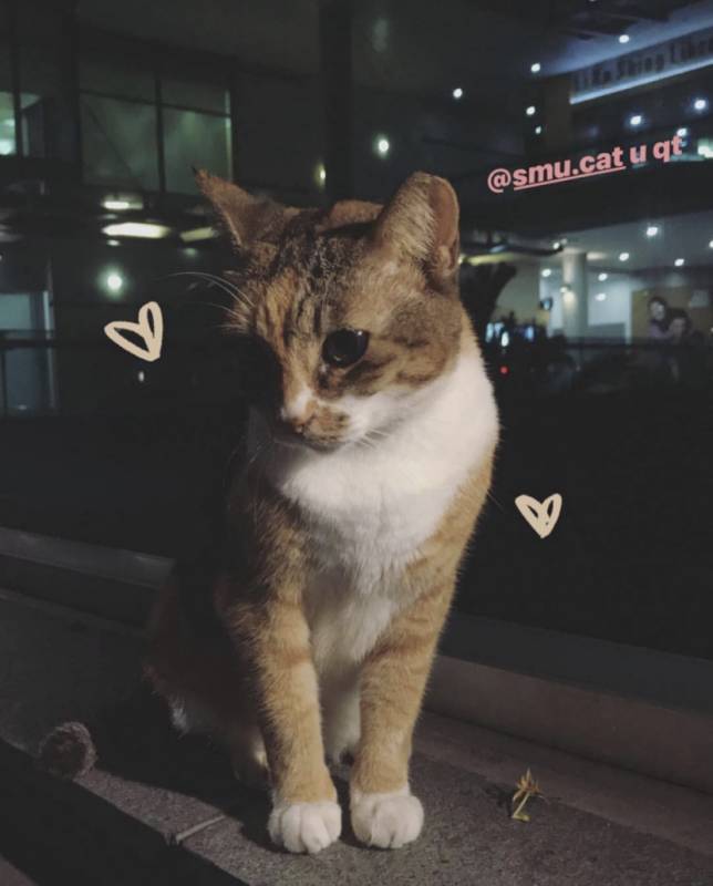 亞洲頂級財經大學 新加坡管理大學SMU碩士課程,普通人有機會申請嗎