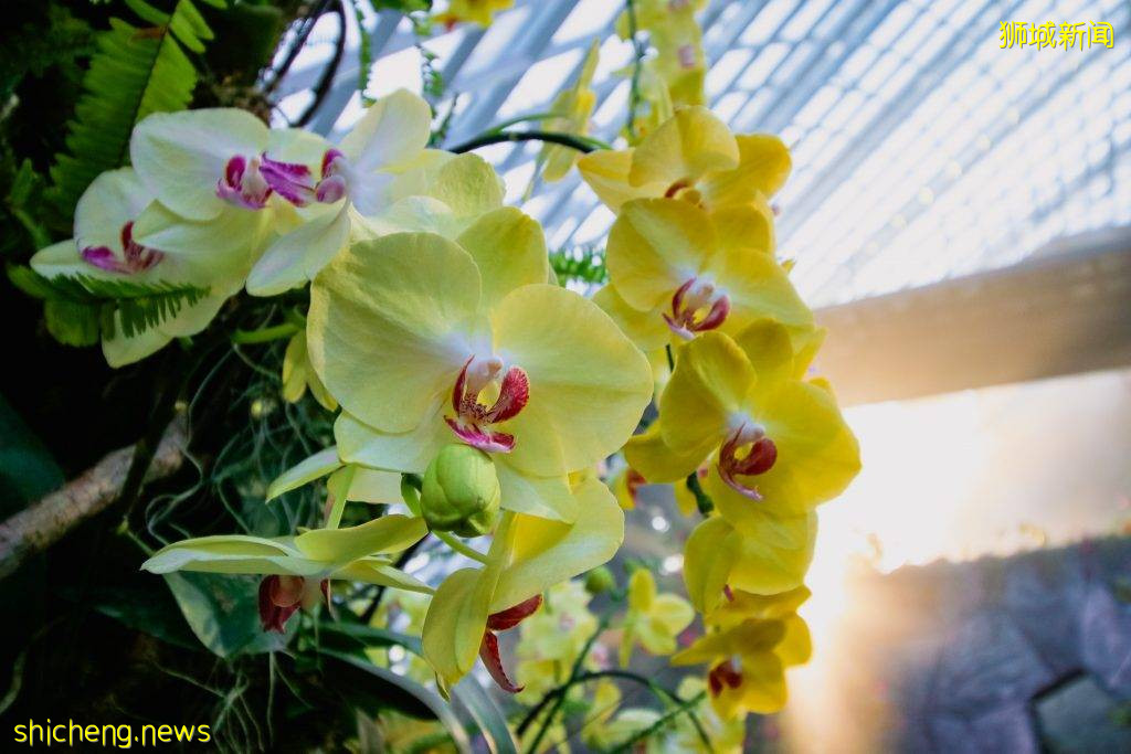 滨海湾花园云雾林“兰花仙境”💐面积扩大三倍✨常设展+不固定更新、展出超过1000朵胡姬花