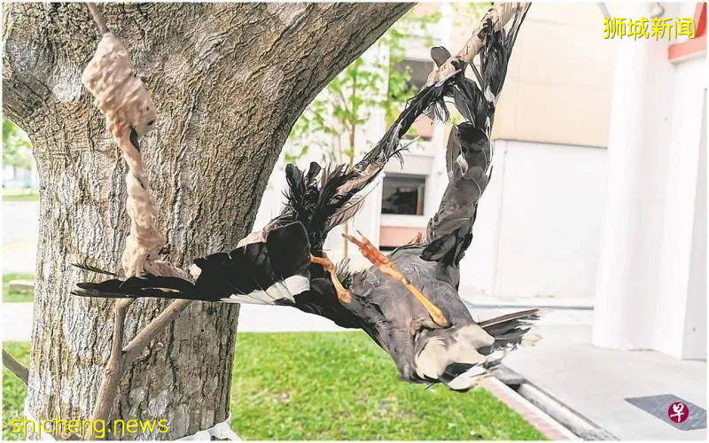 残忍！八哥翅膀用胶粘，扎带绑树上虐待