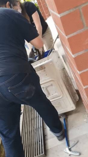 全民围观抓蟒蛇、抓蜥蜴！这样的新加坡有点刺激