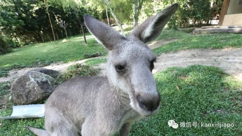 开放助养计划！新加坡动物园呼吁爱心人士帮忙