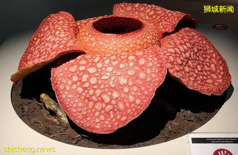 NUS校園初印象 .