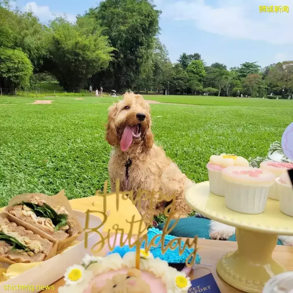 吃喝撸狗兩不誤!新加坡15家寵物友好咖啡廳 · 快上小可愛一起去體驗吧