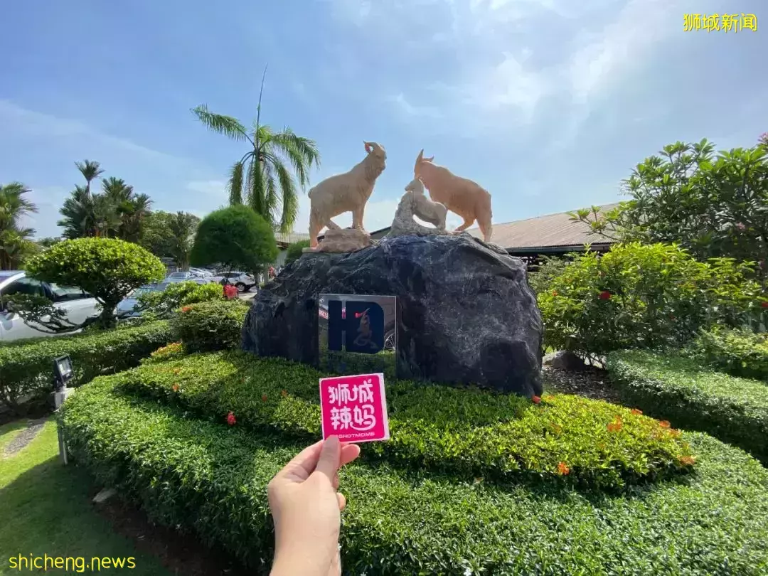 下水抓蛙、摘菜摸鱼、开土摩托……我带娃体验了一把新加坡的农家乐