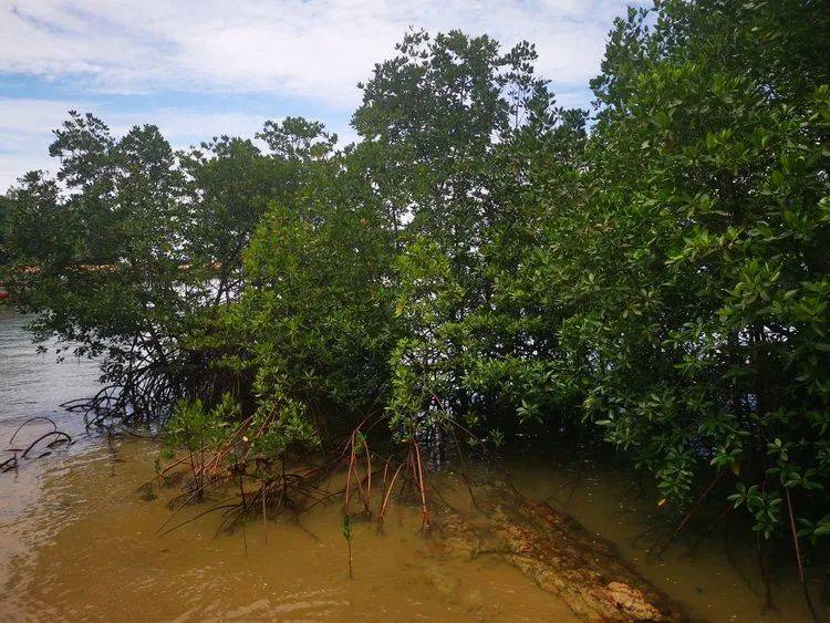 精彩国内游:新加坡南部岛屿休闲之旅