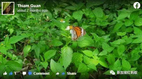 新加坡其实有两个虎豹别墅,其中一个就建在这个未开发的小岛上