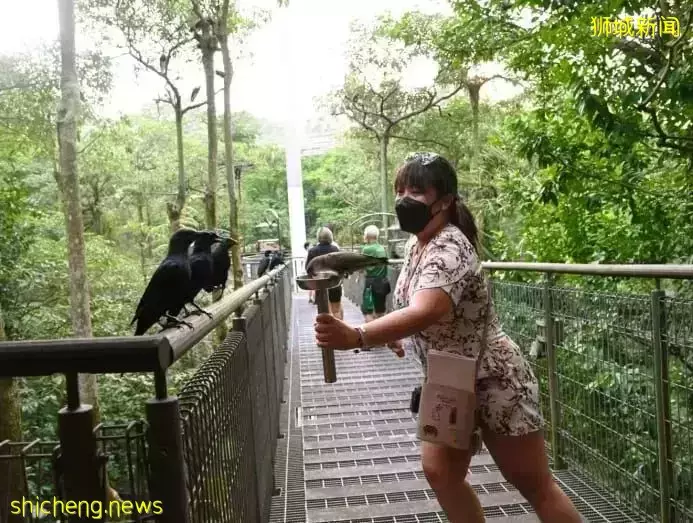 小朋友超爱！裕廊飞禽公园露营！和火烈鸟一起度过美好夜晚