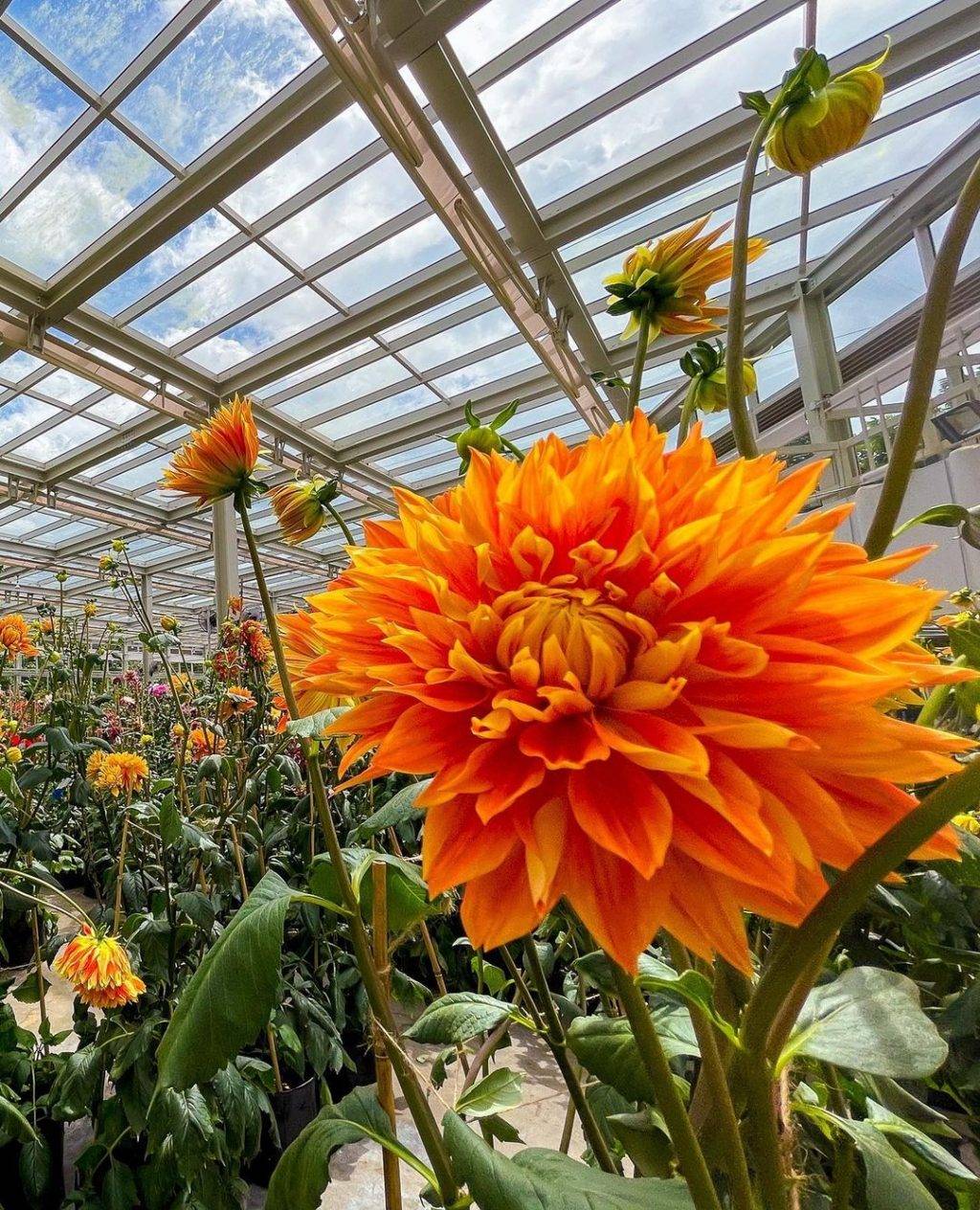 喜迎新春第一彈🧨 濱海灣花穹，15日迎牛年新春花卉展🐮喜氣洋洋慶新年，票價僅從S$5起