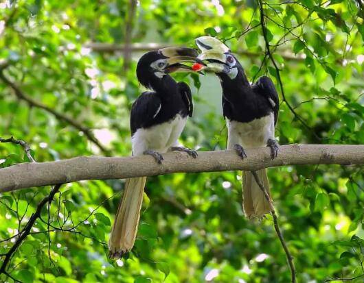新加坡犀鸟要成精！前有公寓偷内衣，今在食阁撒狗粮