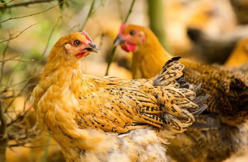 “雲之海，味之道”在獅城品味雲南味道，還原高原料理